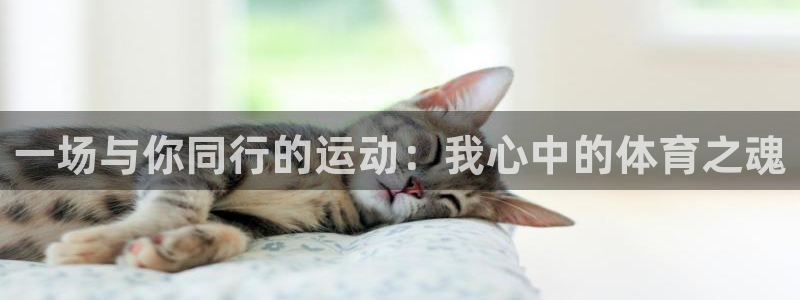3377体育全网